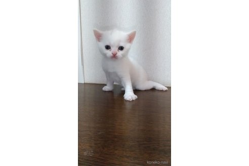 販売中の栃木県のスコティッシュフォールド-120116の2枚目
