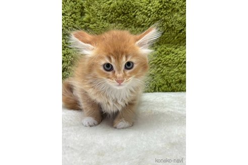 販売中の愛知県のマンチカン-120120の2枚目