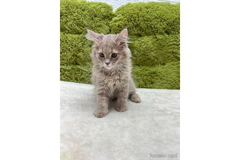 販売中の愛知県のマンチカン-120122の3枚目