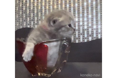 販売中の兵庫県のブリティッシュロングヘア-120124の3枚目