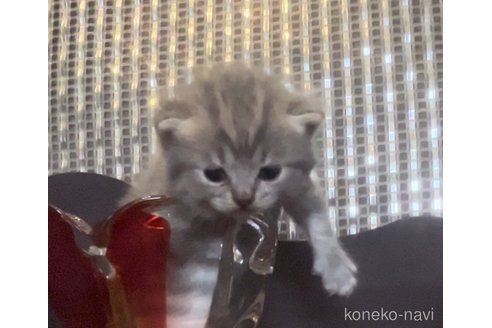 販売中の兵庫県のブリティッシュロングヘア-120124の4枚目
