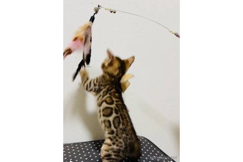 販売中の千葉県のベンガル-120127の4枚目