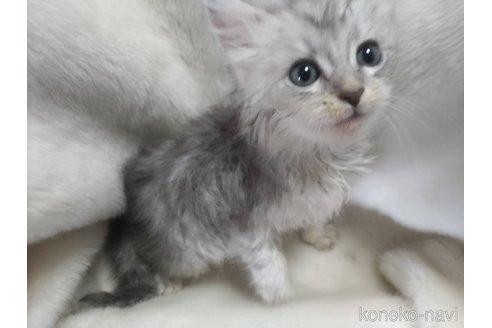 販売中の福岡県のメインクーン-120130の3枚目