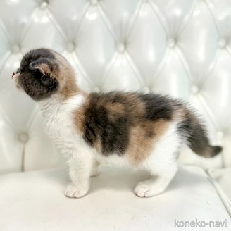 販売中の鹿児島県のスコティッシュフォールド(折れ耳)-120132の12枚目