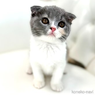 販売中の鹿児島県のスコティッシュフォールド(折れ耳)-120132の14枚目
