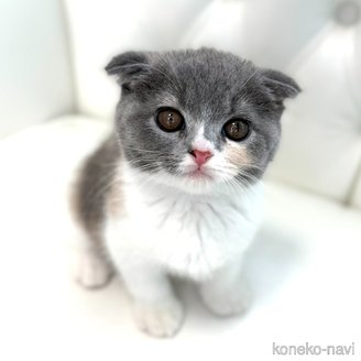 販売中の鹿児島県のスコティッシュフォールド(折れ耳)-120132の2枚目