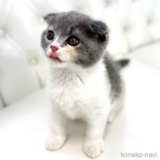 販売中の鹿児島県のスコティッシュフォールド(折れ耳)-120132の6枚目