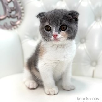 販売中の鹿児島県のスコティッシュフォールド(折れ耳)-120132の10枚目