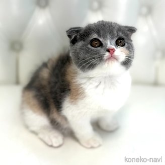 販売中の鹿児島県のスコティッシュフォールド(折れ耳)-120132の8枚目