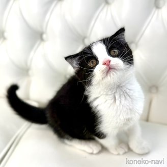 販売中の鹿児島県のスコティッシュフォールド(折れ耳)-120134の6枚目
