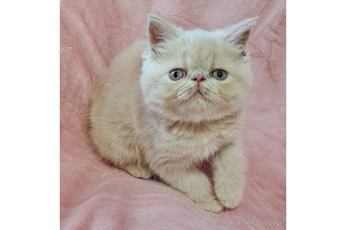 販売中の茨城県のエキゾチックショートヘア-120136の5枚目