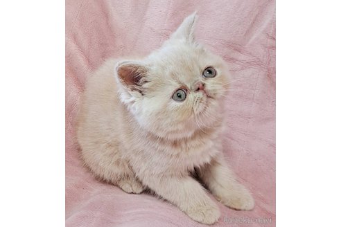 販売中の茨城県のエキゾチックショートヘア-120136の2枚目