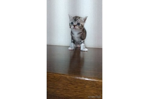 販売中の栃木県のスコティッシュフォールド-120138の2枚目