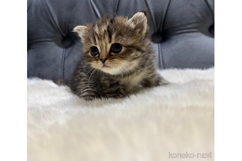 販売中の鹿児島県のスコティッシュフォールド-120142の8枚目