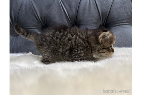 販売中の鹿児島県のスコティッシュフォールド-120142の6枚目