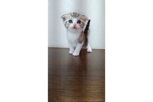 販売中の栃木県のスコティッシュフォールド-120148の2枚目