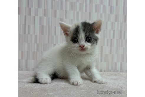 販売中の千葉県のスコティッシュフォールド-120154の2枚目