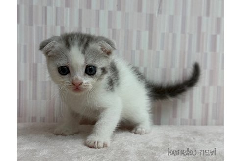 販売中の千葉県のスコティッシュフォールド(折れ耳)-120155の2枚目