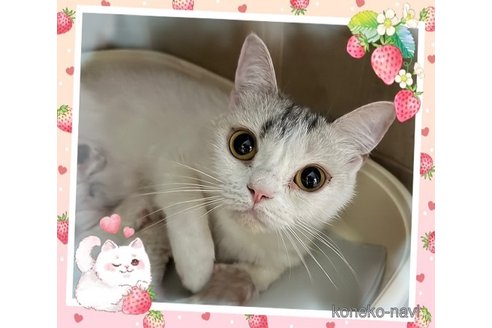 ののスコティッシュフォールド-