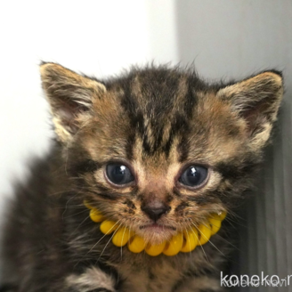販売中の埼玉県のアメリカンショートヘア-118184