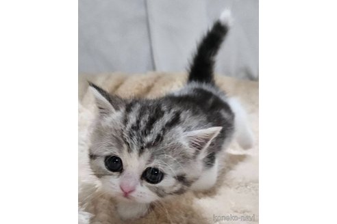 販売中の大阪府のマンチカン(短足)-120161の4枚目