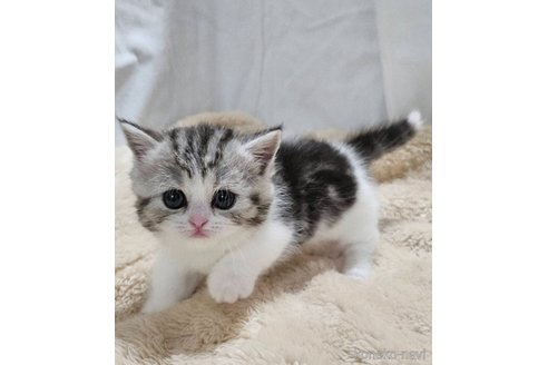 販売中の大阪府のマンチカン(短足)-120161の5枚目