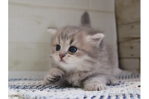 販売中の愛知県のスコティッシュフォールド-120168の6枚目
