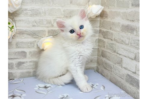 販売中の埼玉県のサイベリアン-120171の2枚目