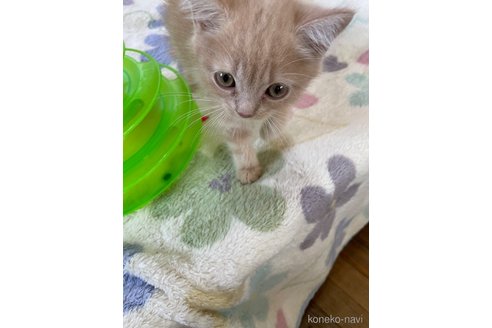 成約済の愛知県のスコティッシュフォールド-119900の2枚目