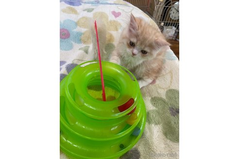 成約済の愛知県のスコティッシュフォールド-119900の3枚目