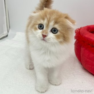 販売中の愛知県のスコティッシュフォールド(折れ耳)-120185の4枚目