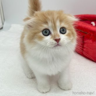 販売中の愛知県のスコティッシュフォールド(折れ耳)-120185の5枚目