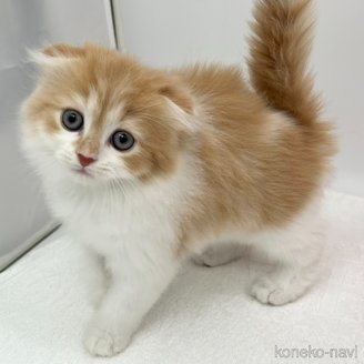 販売中の愛知県のスコティッシュフォールド(折れ耳)-120185の3枚目