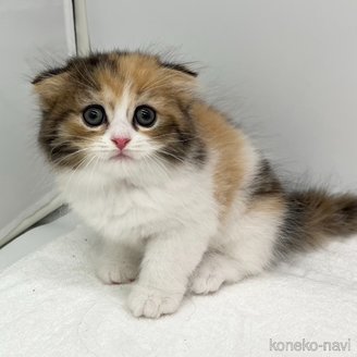 販売中の愛知県のスコティッシュフォールド(折れ耳)-120186の2枚目