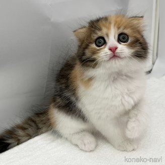 販売中の愛知県のスコティッシュフォールド(折れ耳)-120186の3枚目