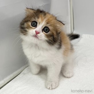 販売中の愛知県のスコティッシュフォールド(折れ耳)-120186の5枚目