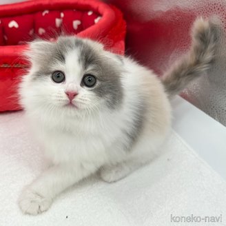 販売中の愛知県のスコティッシュフォールド(折れ耳)-120187の5枚目