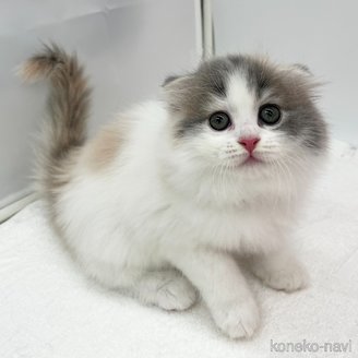 販売中の愛知県のスコティッシュフォールド(折れ耳)-120187の3枚目