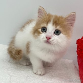 販売中の愛知県のスコティッシュフォールド-120188の3枚目