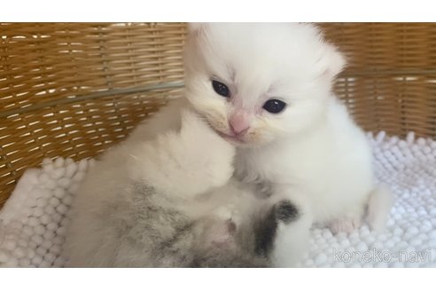 販売中の北海道のサイベリアン-120198の1枚目