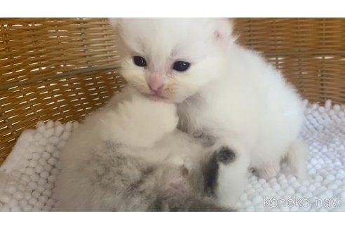 販売中の北海道のサイベリアン-120198の4枚目