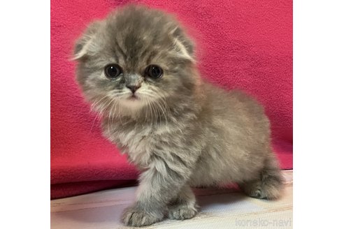 販売中の三重県のスコティッシュフォールド(折れ耳)-118799