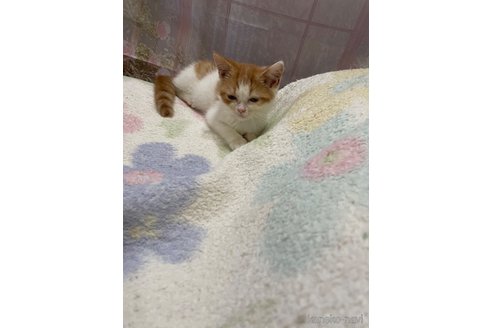販売中の愛知県のミヌエット-116039の4枚目