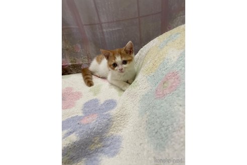 販売中の愛知県のミヌエット-116039の3枚目