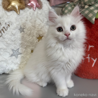 販売中の千葉県のマンチカン-116088の2枚目