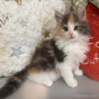 販売中の千葉県のノルウェージャンフォレストキャット-118516