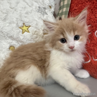 販売中の千葉県のノルウェージャンフォレストキャット-118517