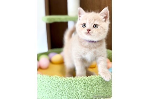 販売中の福岡県のブリティッシュショートヘア-120201の2枚目