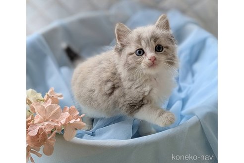 販売中の愛知県のネヴァマスカレード-120228の6枚目