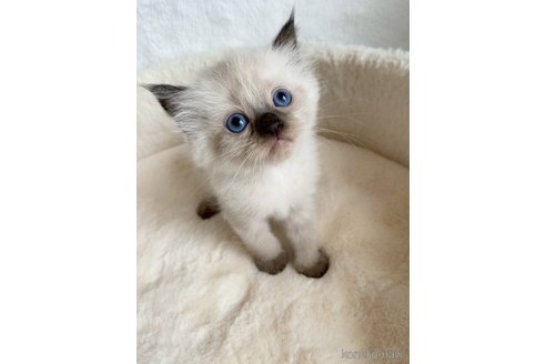 販売中の滋賀県のサイベリアン-120237の2枚目